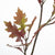 Autumn Oak Leaf Spray