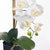 Orchid Phalaenopsis in a Pot 55cm