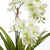 Orchid Ascocenda in Pot
